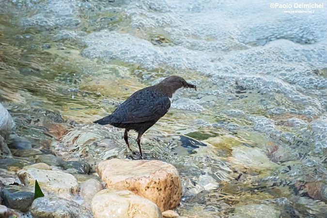 Merlo acquaiolo  - Paolo Deimichei