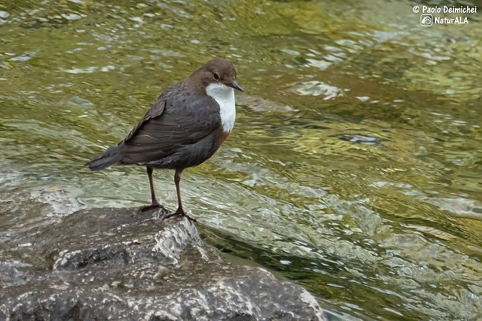 Merlo acquaiolo  - Paolo Deimichei