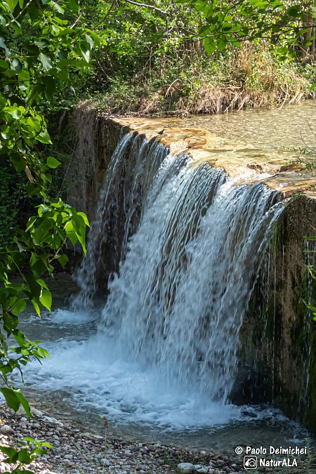 Merlo acquaiolo  - Paolo Deimichei
