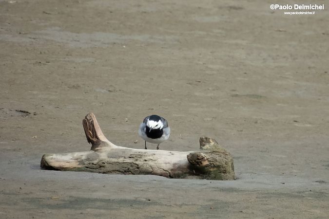 Ballerina bianca  - Paolo Deimichei