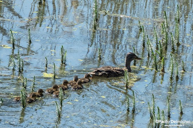 Germano reale  - Paolo Deimichei