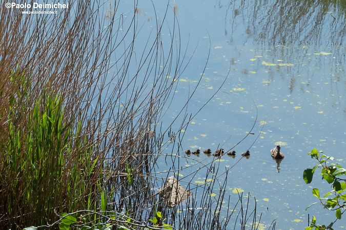 Germano reale  - Paolo Deimichei