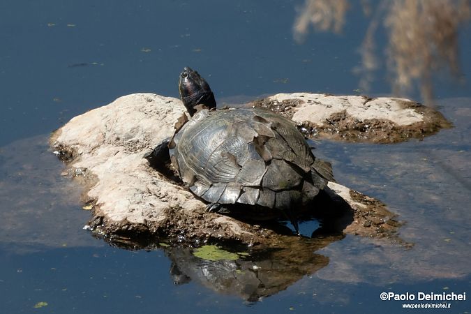Testuggine palustre dalle orecchie rosse  - Paolo Deimichei