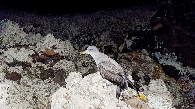 Berta maggiore  - Fabrizio Franconi