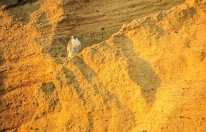 Falco pellegrino  - Fabrizio Franconi