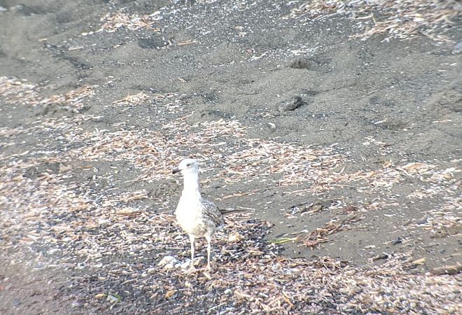 Gabbiano pontico  - Fabrizio Franconi
