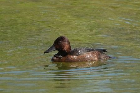 Moretta tabaccata  - Carlo Poiani