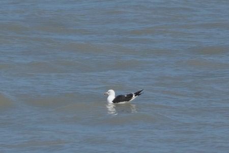 Zafferano  - Carlo Poiani