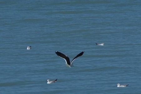 Zafferano  - Carlo Poiani
