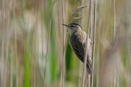 Forapaglie comune  - Carlo Poiani