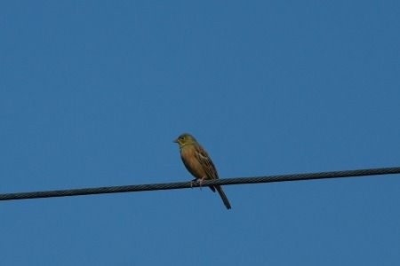 Ortolano  - Carlo Poiani