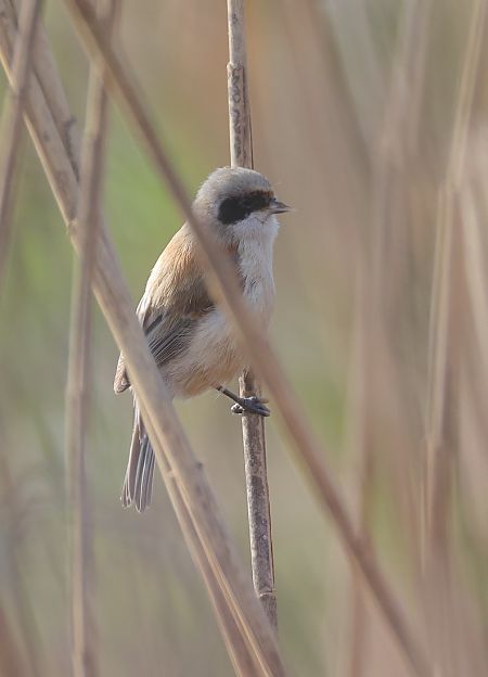 Pendolino  - Fabio Moretto