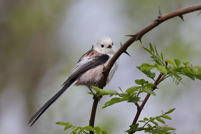 Codibugnolo testabianca  - Fabio Moretto