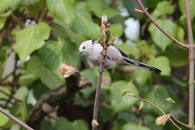Codibugnolo testabianca  - Fabio Moretto