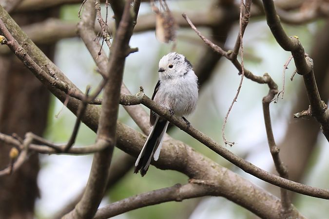 Codibugnolo testabianca  - Fabio Moretto