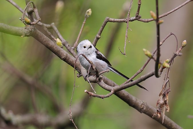 Codibugnolo testabianca  - Fabio Moretto