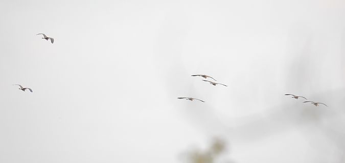 Airone rosso  - Fabio Moretto