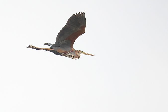 Airone rosso  - Fabio Moretto