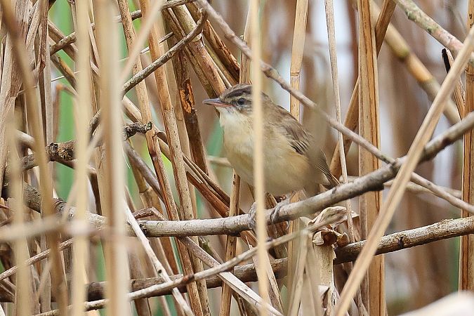 Forapaglie comune  - Fabio Moretto