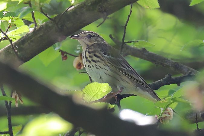 Prispolone  - Fabio Moretto