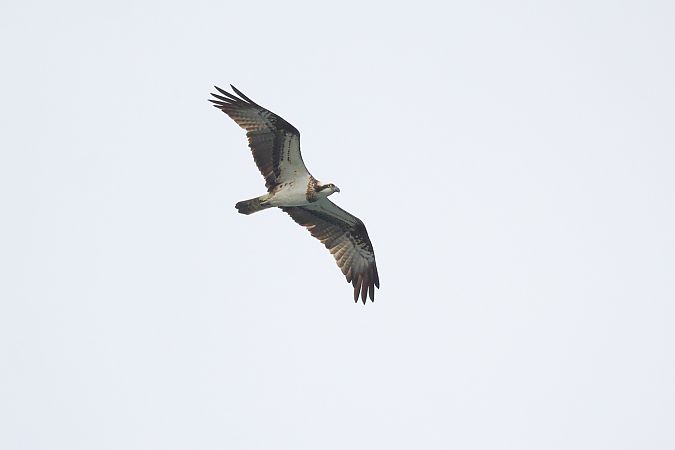 Falco pescatore  - Fabio Moretto