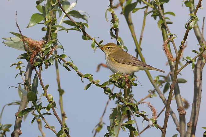 Luì grosso  - Fabio Moretto