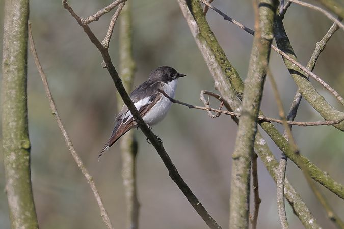 Balia nera  - Fabio Moretto