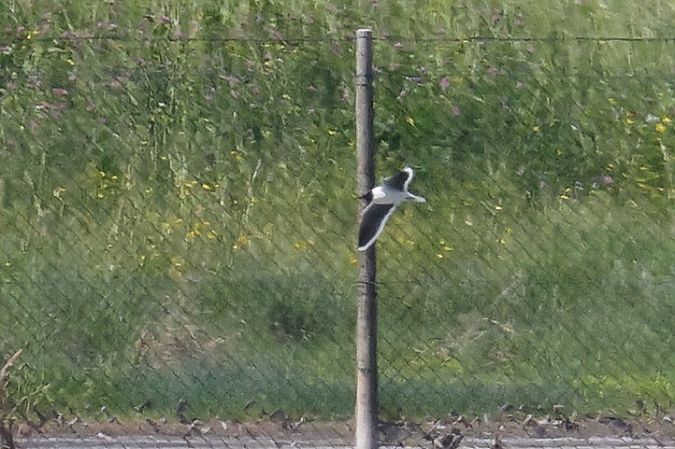 Gabbianello  - Fabio Moretto