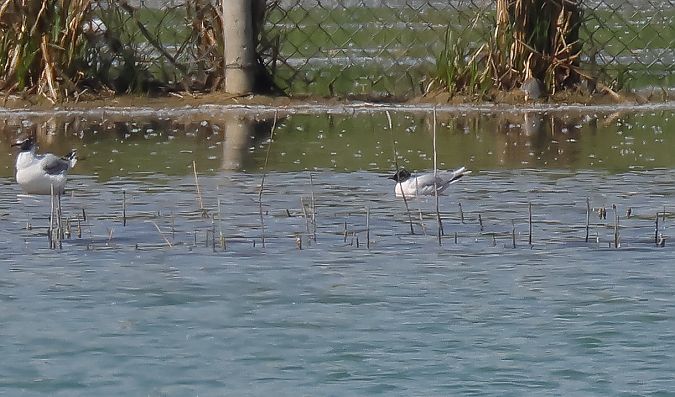 Gabbianello  - Fabio Moretto