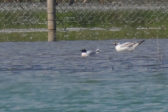 Gabbianello  - Fabio Moretto