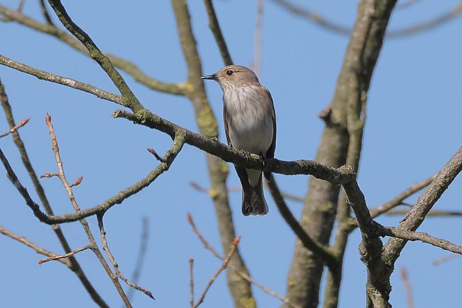 Pigliamosche  - Fabio Moretto