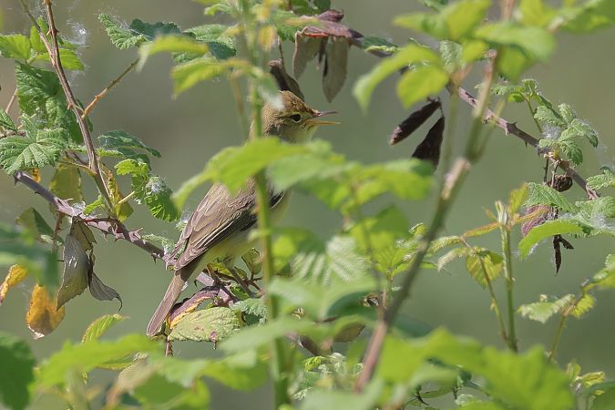 Canapino comune  - Fabio Moretto