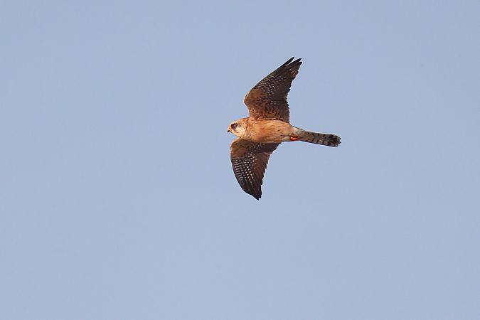 Falco cuculo  - Fabio Moretto