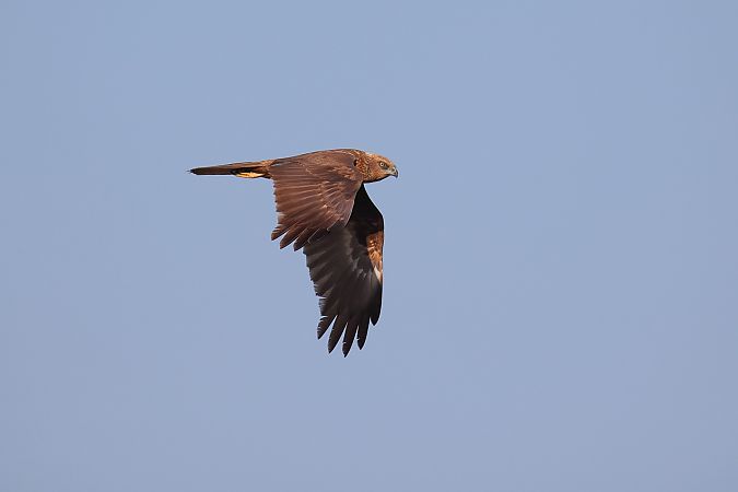 Falco di palude  - Fabio Moretto