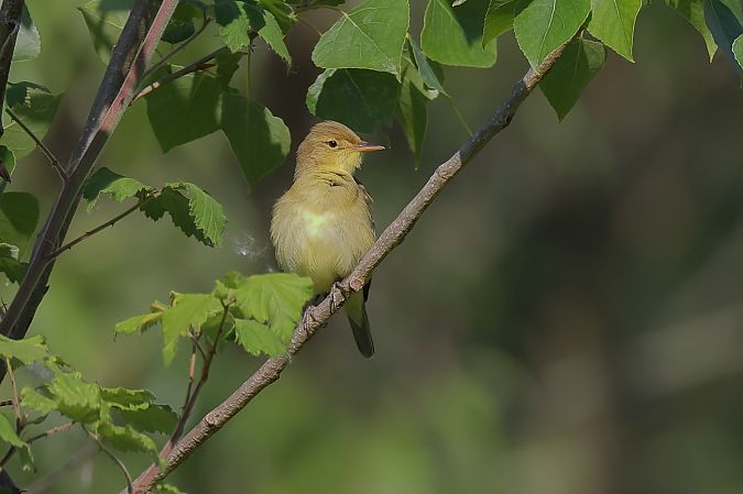 Canapino comune  - Fabio Moretto