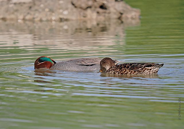 Alzavola americana  - Gianni Marcolli