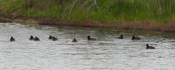 Moretta tabaccata  - Danilo Ortenzi