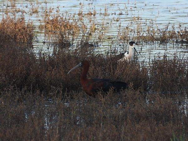 Mignattaio  - Danilo Ortenzi