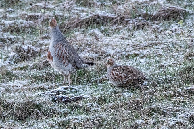 Starna  - Augusto Laghi