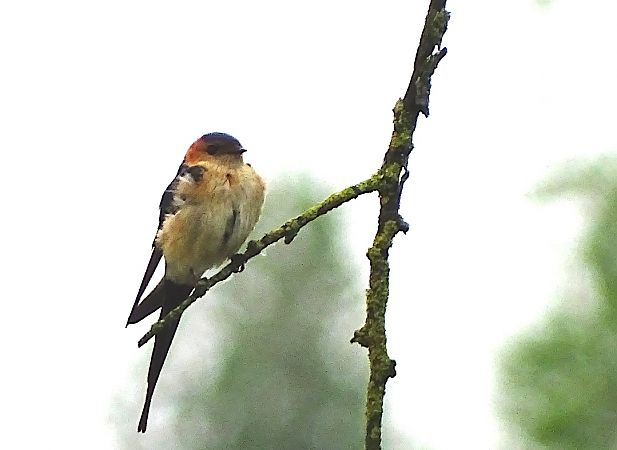 Rondine rossiccia  - Pietro Melandri