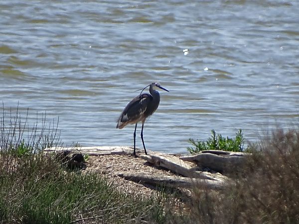Airone schistaceo  - Pietro Melandri