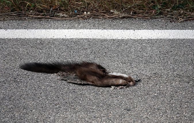 Faina  - Lino Veronesi