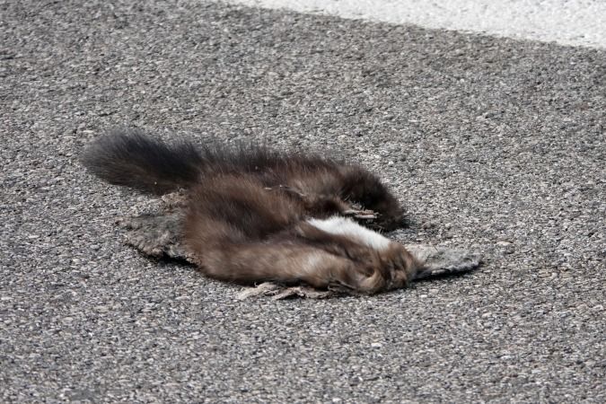 Faina  - Lino Veronesi