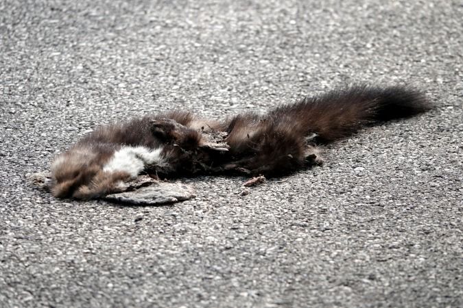 Faina  - Lino Veronesi