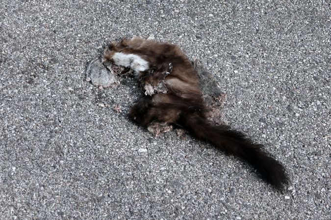 Faina  - Lino Veronesi