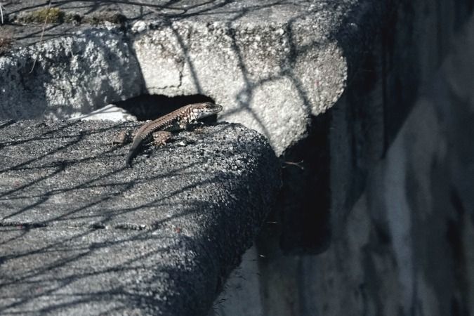 Lucertola muraiola  - Lino Veronesi