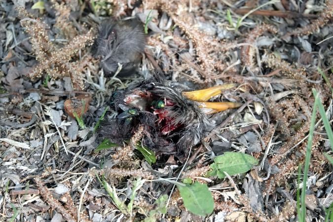 Merlo  - Lino Veronesi