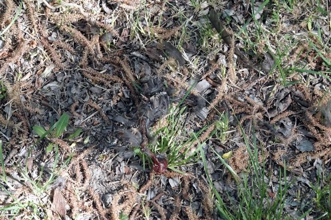 Merlo  - Lino Veronesi