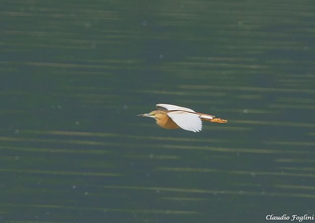 Sgarza ciuffetto  - Claudio Foglini