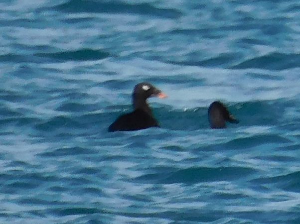 Orco marino di Stejneger  - Alessandro Bertoli